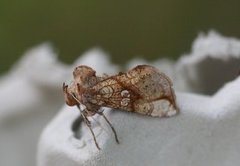 Tyrihjelmfly (Polychrysia moneta)