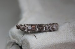 Grankonglesmalmott (Dioryctria abietella)