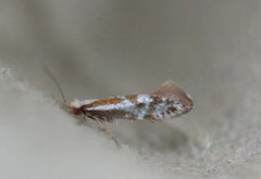 Argyresthia abdominalis