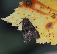 Brunt lærfly (Mniotype adusta)