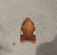 Rød flatvikler (Acleris holmiana)