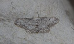 Grå engmåler (Idaea seriata)