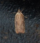 Agonopterix nervosa