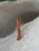 Caloptilia rufipennella