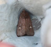 Brunt sumpfly (Helotropha leucostigma)