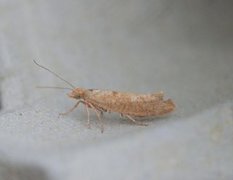 Ypsolopha alpella