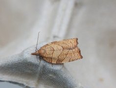 Hasselbladvikler (Pandemis corylana)