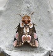 Flekkhalvspinner (Thyatira batis)