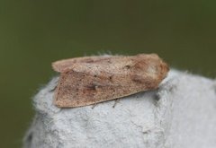 Teglrødt gressfly (Mythimna ferrago)