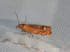 Perikumvikler (Lathronympha strigana)