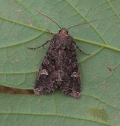 Kålfly (Mamestra brassicae)