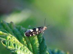 Bringebærknoppmøll (Lampronia corticella)