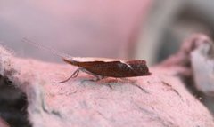 Leddvedsprellemøll (Ypsolopha dentella)