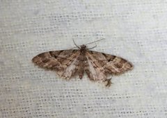 Spissvingedvergmåler (Eupithecia lanceata)