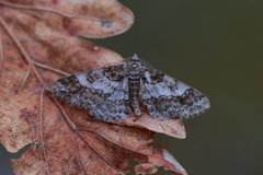 Båndbarkmåler (Cleora cinctaria)