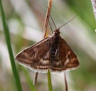 Grobladengmott (Pyrausta despicata)