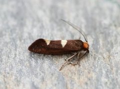 Incurvaria masculella