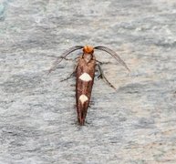 Incurvaria masculella