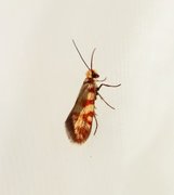 Micropterix tunbergella