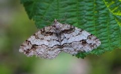 Eikebarkmåler (Paradarisa consonaria)