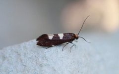 Incurvaria masculella