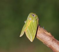 Rødfrynset båtfly (Pseudoips prasinana)