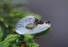 Slåpetornsigdvinge (Cilix glaucata)