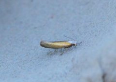 Argyresthia arceuthina