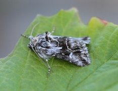 Torskemunnfly (Calophasia lunula)