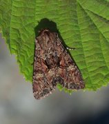 Brunt lærfly (Mniotype adusta)