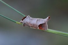 Rødflekkstjertspinner (Clostera curtula)