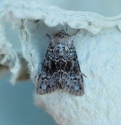 Tofargefly (Hecatera bicolorata)