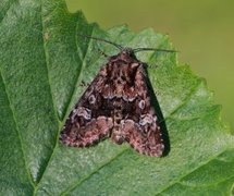 Skogengfly (Apamea illyria)