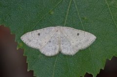 Bjørkeløvmåler (Cyclophora albipunctata)