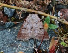 Kalkvikkefly (Lygephila viciae)