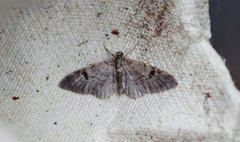 Taigadvergmåler (Eupithecia conterminata)