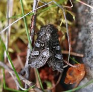 Blåbærfly (Papestra biren)