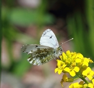 Aurorasommerfugl (Anthocharis cardamines)