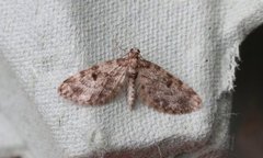 Grandvergmåler (Eupithecia tantillaria)