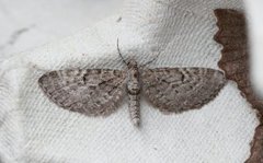 Engdvergmåler (Eupithecia satyrata)