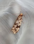 Nettkjukemøll (Montescardia tessulatellus)
