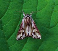 Tannet perikumfly (Actinotia polyodon)