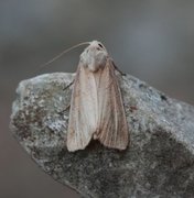 Marehalmfly (Longalatedes elymi)