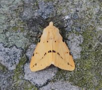 Gul tigerspinner (Spilarctia lutea)