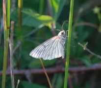 Ribbemåler (Siona lineata)