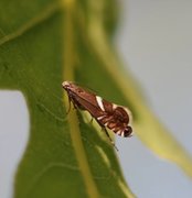 Glyphipterix forsterella