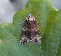 Askekveldfly (Craniophora ligustri)