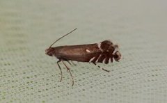 Glyphipterix simpliciella