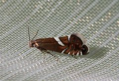 Glyphipterix forsterella