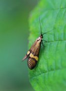 Nemophora degeerella